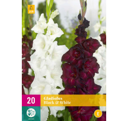 Gladiolus Black & White / Směs mečíků černá a bílá, bal. 20 ks, 12/14, SUPERCENA