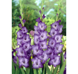 Gladiolus ´PURPLE´ / Mečíky fialové, bal. 5 ks, 10/12, SUPERCENA