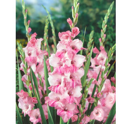 Gladiolus ´Krasnodar´ / Mečík, bal. 5 ks, 12/14