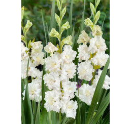 Gladiolus ´Murmansk ´ / Mečík, bal. 5 ks, 12/14