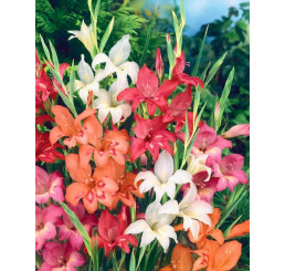 Gladiolus nanus mix / Směs trpasličích mečíků, bal. 10 ks, 8/9