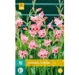 Gladiolus nanus ´Nathalie´ / Trpasličí mečík, bal. 10 ks, 8/9