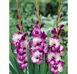 Gladiolus ´Passos´ / Mečík, bal. 7 ks, 12/14