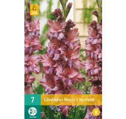 Gladiolus ´Rusty Chestnut´ / Mečík , bal. 7 ks, 12/14