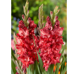 Gladiolus ´Ufa´ / Mečík, bal. 5 ks, 12/14