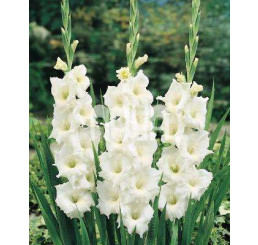 Gladiolus ´White´/ Mečíky bílé, bal. 5 ks, 10/12, SUPERCENA