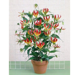 Gloriosa rothschildiana / Glorióza, bal. 5 s