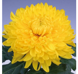 Dendranthema x indicum / Chrysanthemum ´Golden Alex Bedser´ / Listopadka indická, K9