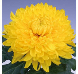 Dendranthema x indicum / Chrysanthemum ´Golden Alex Bedser´ / Chryzantéma / Listopadka, bal. 3 ks, 3xK9