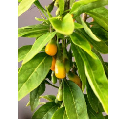 Lycium  ´Golden Goji´ / Goji - Kustovnice čínská, C2