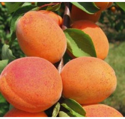 Prunus armeniaca ´Goldrich´ (Sungiant) / Meruňka středně raná, myr.