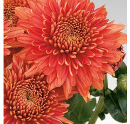 Dendranthema x indicum / Chrysanthemum ´Gompie Red´ / Chryzantéma / Listopadka indická, bal. 3 ks, 3xK9