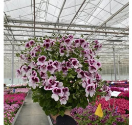 Pelargonium spec. Grandeur® Odorata Citrus Floral / Muškát vonný, K7