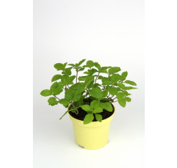 Mentha suaveolens x piperita Grapefuit BIO / Grapefruitová máta, K12