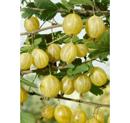 Ribes grossularia ´Lady Sun´ / Angrešt rezistentní žlutý, keř, 2-3 výh.,  štep. 