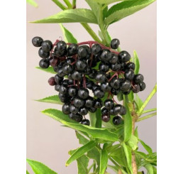 Sambucus nigra ´Haidegg 17´ / Bez černý, C2, 30+cm, vyvázaná
