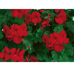 Pelargonium pelt. Happy Face® Red® / Muškát převislý, K7