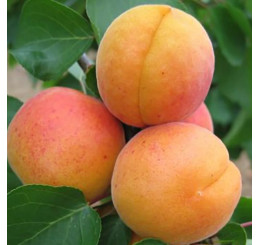 Prunus armeniaca ´Harcot´ / Meruňka, St. Julien