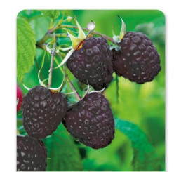 Rubus idaeus ´Heban´ / Maliník černý, C1