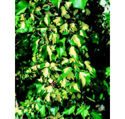 Hedera helix ´Gold Heart´ / Břečťan, 60-80 cm, C1,5