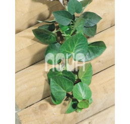 Hedera helix ´Arborescens´ / Břečťan popínavý, 25-30 cm, C2