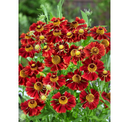 Helenium bigelovii 'Rubinzwerg' / Záplavák, K9