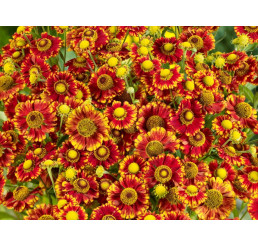 Helenium ´Can Can®' / Záplavák, C1