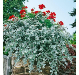 Helichrysum petiolare ´Silver Super Compact´ / Smil řapíkatý, K7