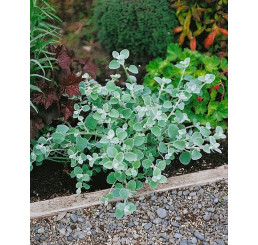 Helichrysum petiolare ´Moes Silver´ / Smil řapíkatý, bal. 6 ks sadbovačů
