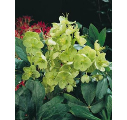 Helleborus argutifolius / Čemeřice, K11