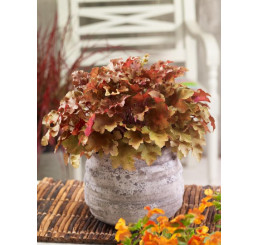 Heuchera x hybrida ´Marmalade´ / Dlužicha, C1