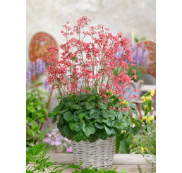 Heuchera sanguinea ´Leuchtkäfer´ / Dlužicha krvavá, K9