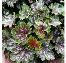 Heuchera americana Marvelous Marble / Heuchera , K9