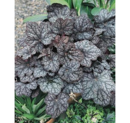 Heuchera ´Amethyst Myst´ / Dlužicha / Heuchera, K9