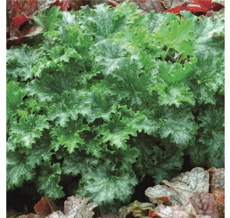 Heuchera mix / Kolekce dlužich, K9, 3x K9