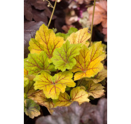 Heuchera x hybrida ´Electra´ / Dlužicha, C1