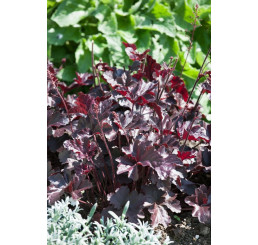 Heuchera ´Obsidian´ / Dlužicha, C1