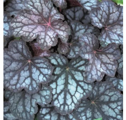 Heuchera ´Velvet Night´ / Dlužicha / Heuchera, K9