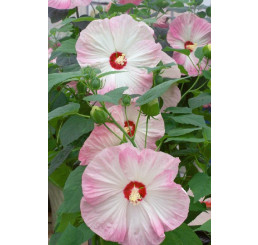 Hibiscus moscheutos ´Nippon Blush F1´ / Ibišek růžový, C2