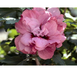 Hibiscus syriacus ´Duc de Brabant´ / Ibišek syrský, 40-50 cm, C3