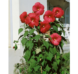 Hibiscus moscheutos ´Nippon Red F1´ / Ibišek červený, K9