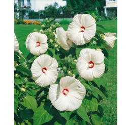 Hibiscus moscheutos ´Nippon White F1´ / Ibišek biely, C2