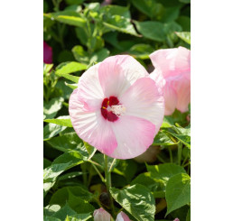 Hibiscus moscheutos ´Rose Clair´ / Ibišek bílo-růžový,K9
