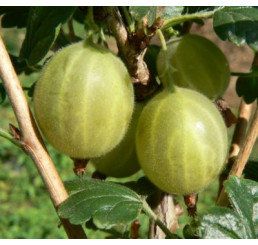 Ribes grossularia ´Hinnonmaki Gelb´ / Angrešt žlutý rezistentní, stromek, 2-3 výh., ryb. zl., C2