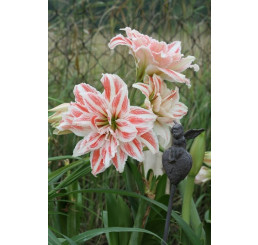 Hippeastrum ´Dancing Queen´ / Hvězdník, 32/34