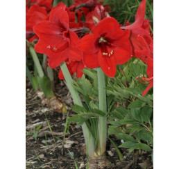 Hippeastrum ´Red Lion´ / Hvězdník, 32/34