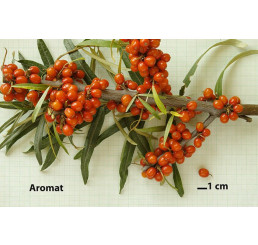 Hippophae rhamnoides ´Aromat´ / Rakytník řešetlákový, samičí r., K9