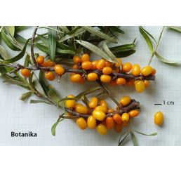 Hippophae rhamnoides ´Botanika´ / Rakytník řešetlákový, samičí r., K9
