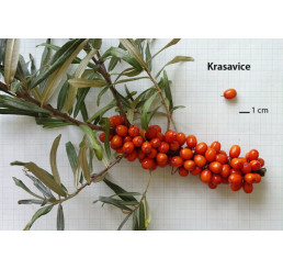 Hippophae rhamnoides ´Krasavice´ / Rakytník řešetlákový, samičí r., K9