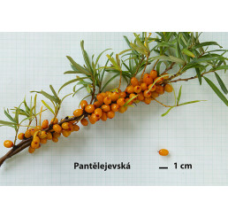 Hippophae rhamnoides ´Pantelejevská´ / Rakytník řešetlákový, samičí r., K9